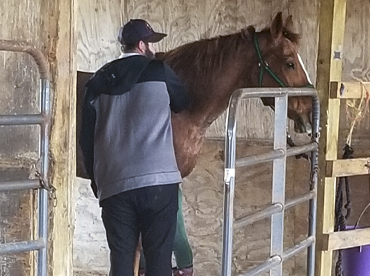Equine Therapy at Timber Hill Farm